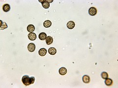 Reticularia jurana