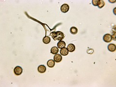 Reticularia jurana