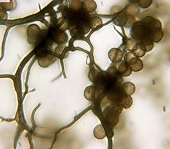 Reticularia jurana