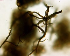 Reticularia jurana