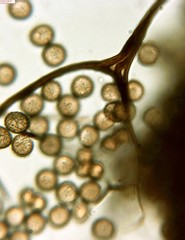 Reticularia jurana