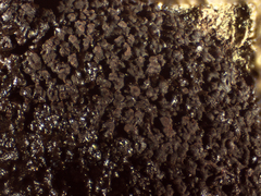 Reticularia jurana
