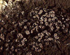 Reticularia jurana