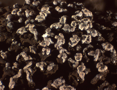 Reticularia jurana