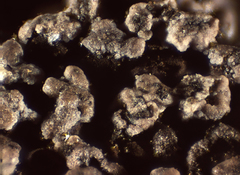 Reticularia jurana