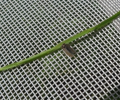 Anoscopus flavostriatus