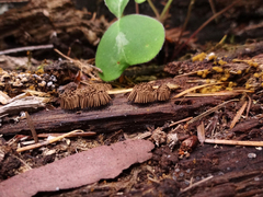Stemonitis virginiensis