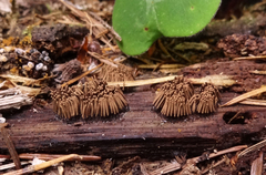 Stemonitis virginiensis