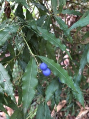 Psychotria leiocarpa