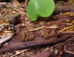 Stemonitis virginiensis