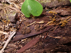 Stemonitis virginiensis