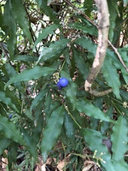 Psychotria leiocarpa