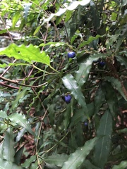 Psychotria leiocarpa
