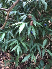 Psychotria leiocarpa