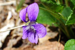 Viola adunca