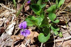 Viola adunca