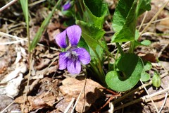 Viola adunca