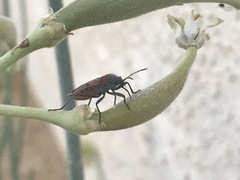Lygaeus kalmii