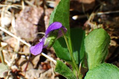 Viola adunca