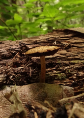 Psathyrella maculata