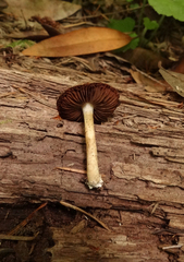 Psathyrella maculata
