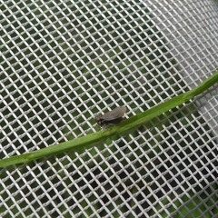 Anoscopus flavostriatus