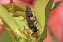 Acmaeodera plagiaticauda