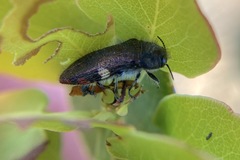 Acmaeodera plagiaticauda