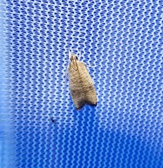Psilocorsis cryptolechiella