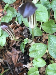Arisarum