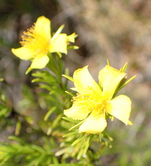 Hypericum fasciculatum
