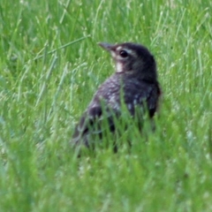 Turdus migratorius