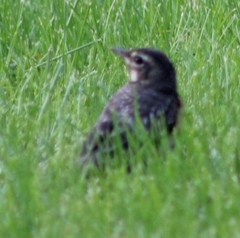 Turdus migratorius