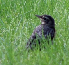 Turdus migratorius
