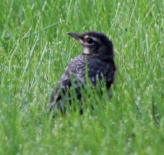 Turdus migratorius