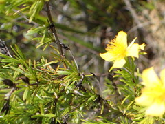 Hypericum fasciculatum