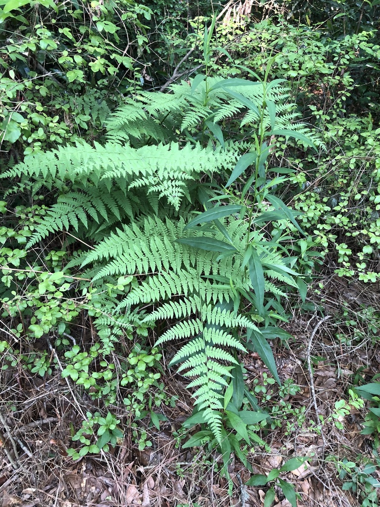 Mariana Maiden Fern from Wesley St, Oxford, GA, US on May 15, 2021 at