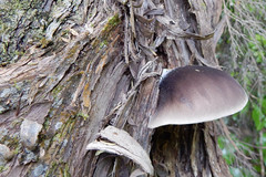 Pleurotus australis image
