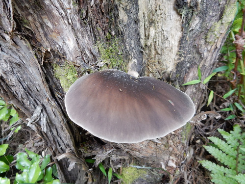 Pleurotus australis image