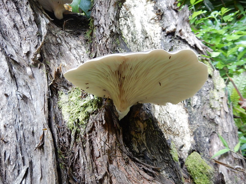 Pleurotus australis image