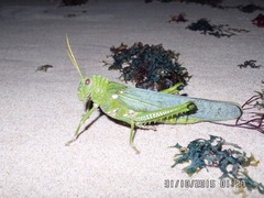 Tropidacris collaris