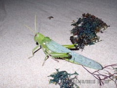 Tropidacris collaris