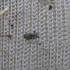 Sitona cylindricollis