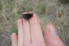 Erebia discoidalis