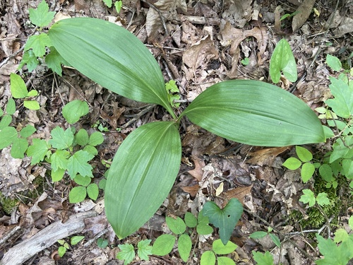 Melanthium parviflorum, photograph 4