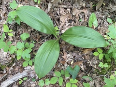 Melanthium parviflorum, photograph Brian Finzel, CC BY-SA, iNaturalist via GBIF