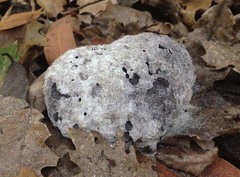 Fuligo septica candida