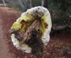 Fuligo septica candida