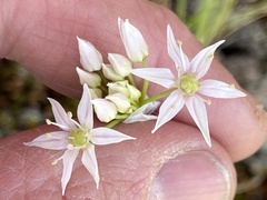 Allium speculae