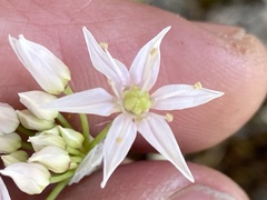 Allium speculae
